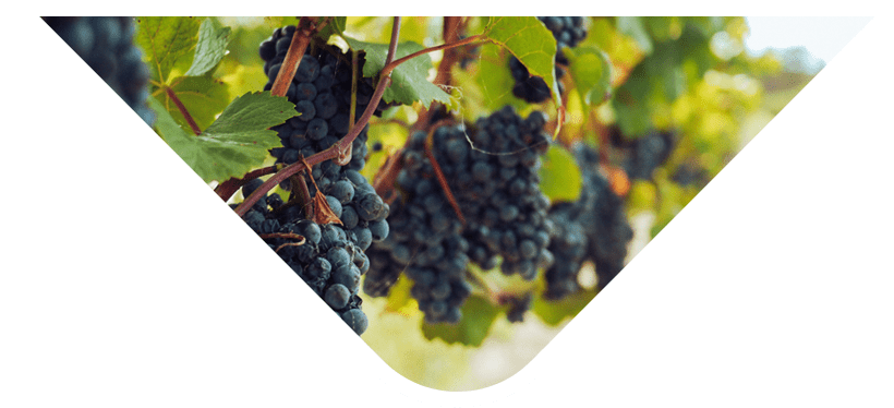 why-choose-one-img-1