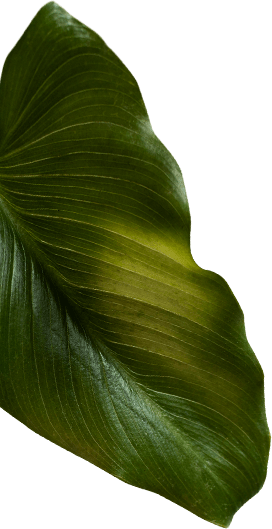 why-choose-one-shape-1